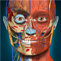 3D解剖学Anatomy Learning完整版 免付费版v2.1.425 下载-Anatomy Learning高级版下载