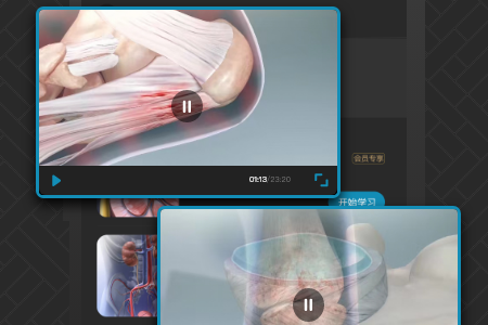 3D肌肉解剖图片2